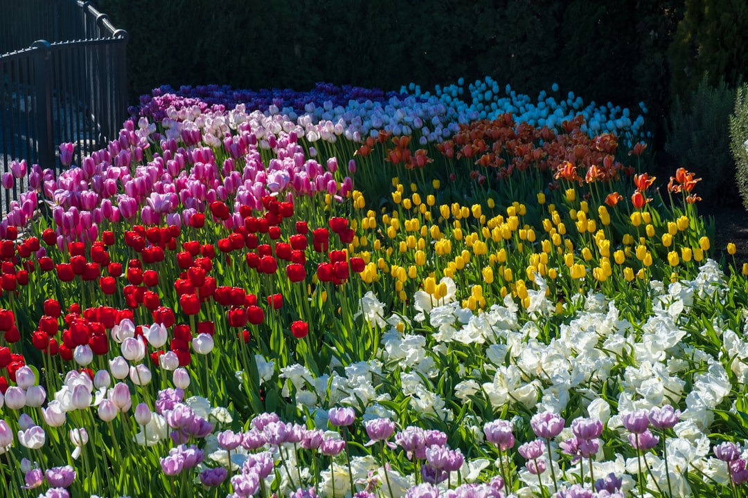 Colorful flower garden with blooming flowers and pollinators