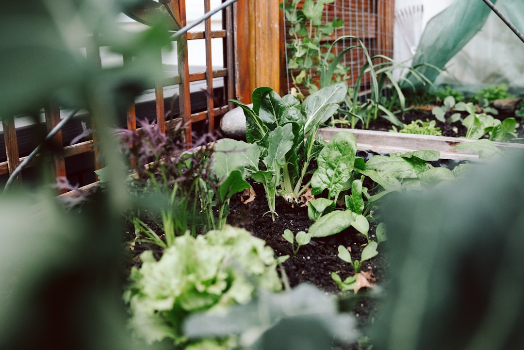 People planting vegetables in raised garden beds