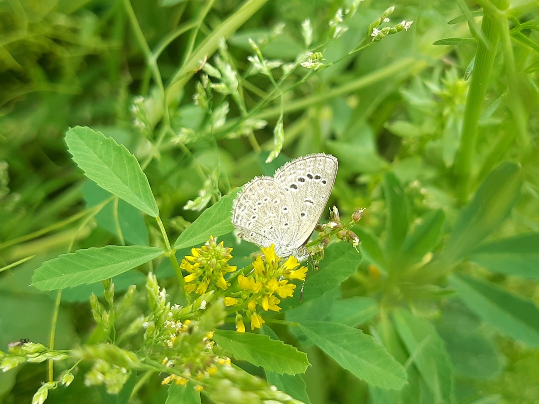 Butterfly on flowers in a wildlife-friendly garden space